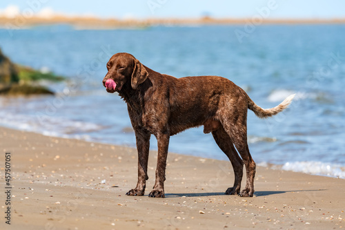 Beautiful Vizsla dog in nature