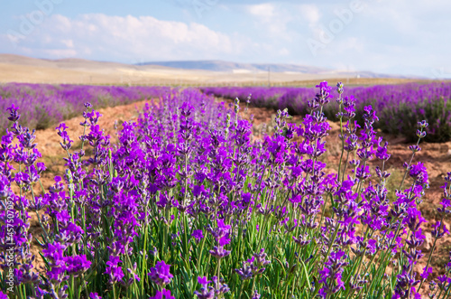 Lavender Field. Beautiful violet lavender flowers in the lavender garden.