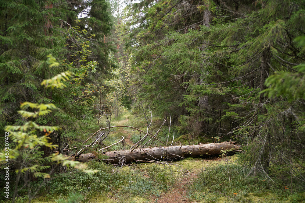 A fallen tree in the forest. Autumn landscape. Taiga. A fallen tree in the forest. Autumn landscape. Taiga.