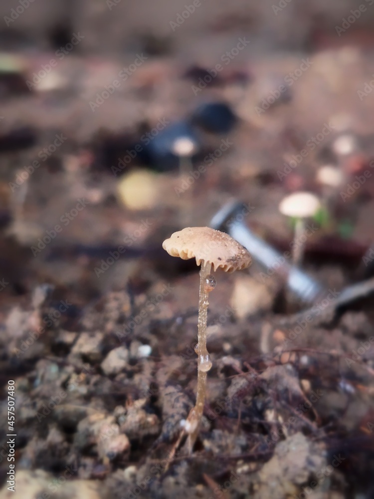 mushroom in the woods. Tiny new grown mushroom. mushroom in the woods. Tiny new grown mushroom.