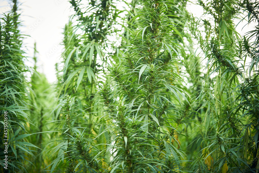 Obraz marihuana pozostawia rośliny konopi na tle farmy