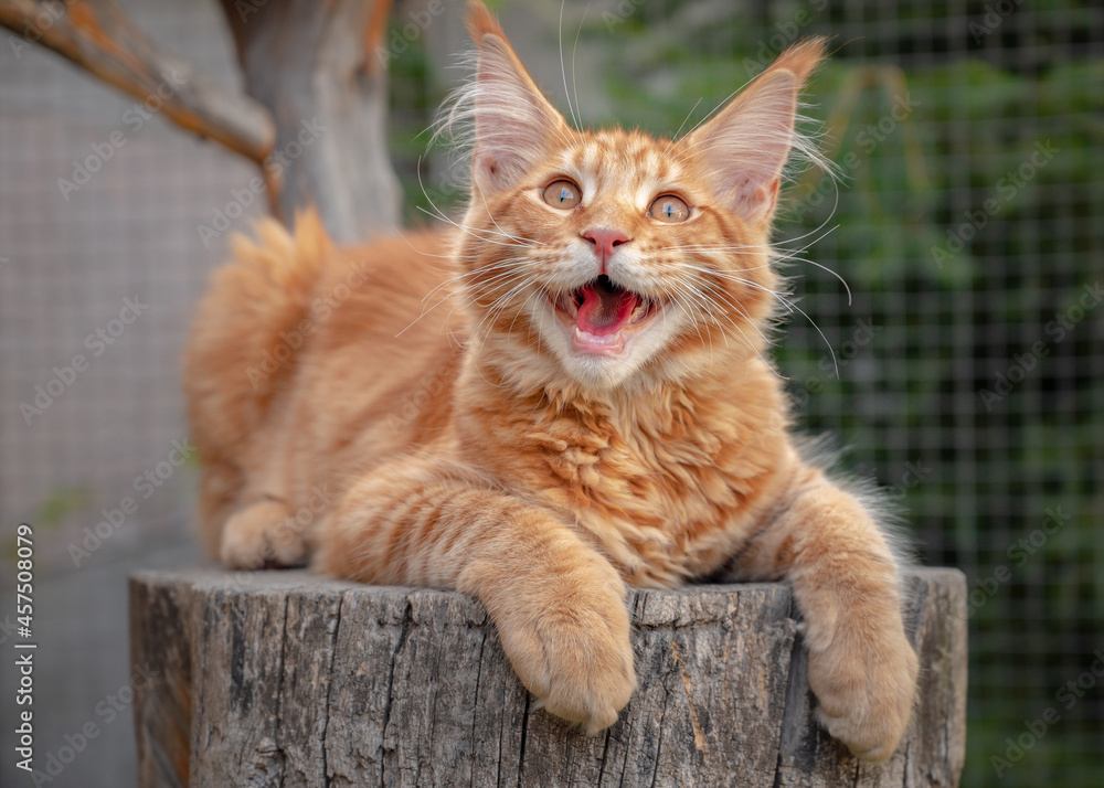 Obraz premium Playful ginger Maine Coon kitten lies outdoors. Big Red cat on tree.