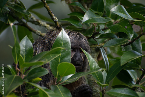 Close up of a white-faced saki  Pithecia pithecia   hiding between the leaves of a tree and watching carefully what happens