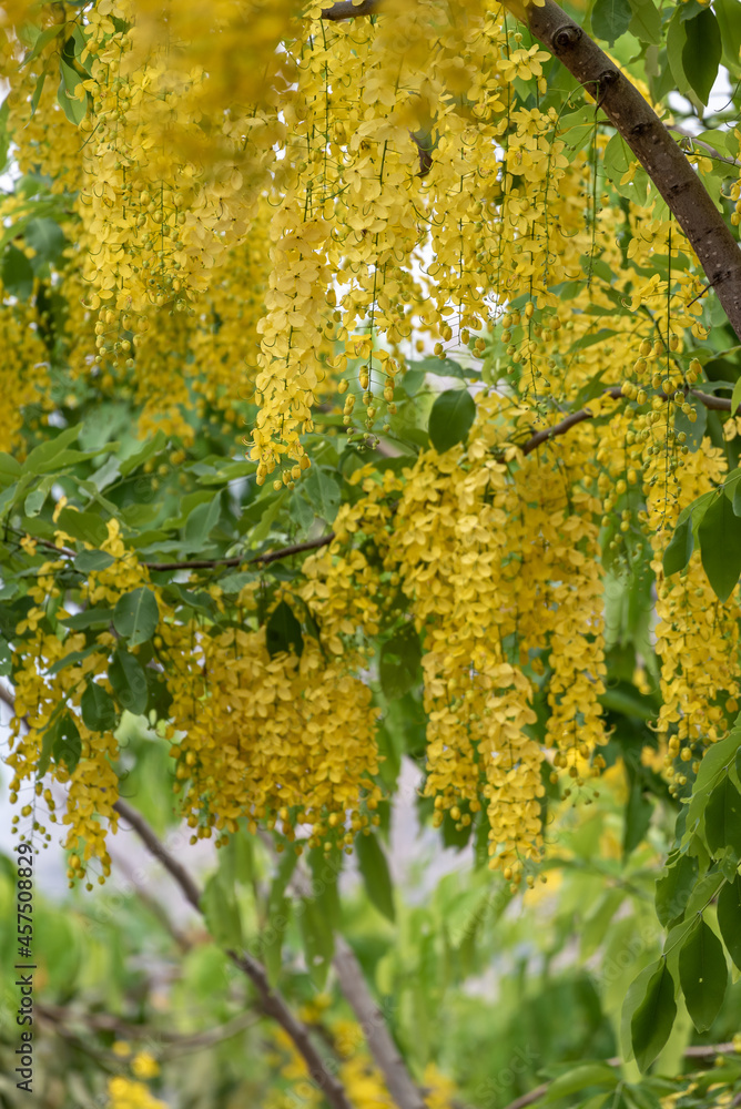 Naklejka premium The Yellow orderly flowers of the sausage tree