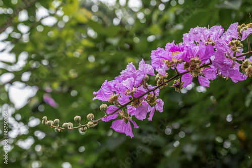 The purple flowers of crape myrtle are surrounded by green leaves