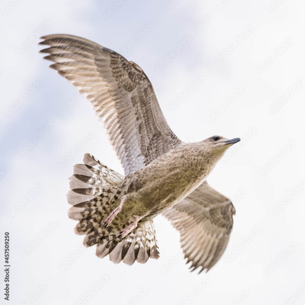 Fototapeta premium seagull