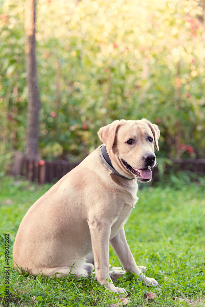 Adorable Labrador Retriever sitting in the nature Adorable Labrador Retriever sitting in the nature