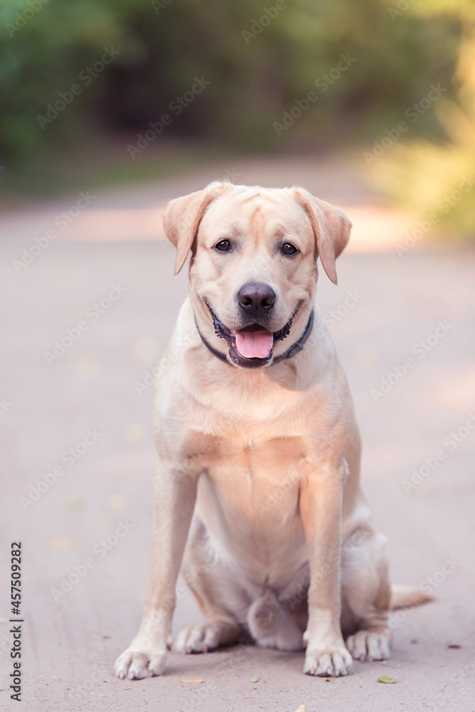 Adorable Labrador Retriever dog in the nature