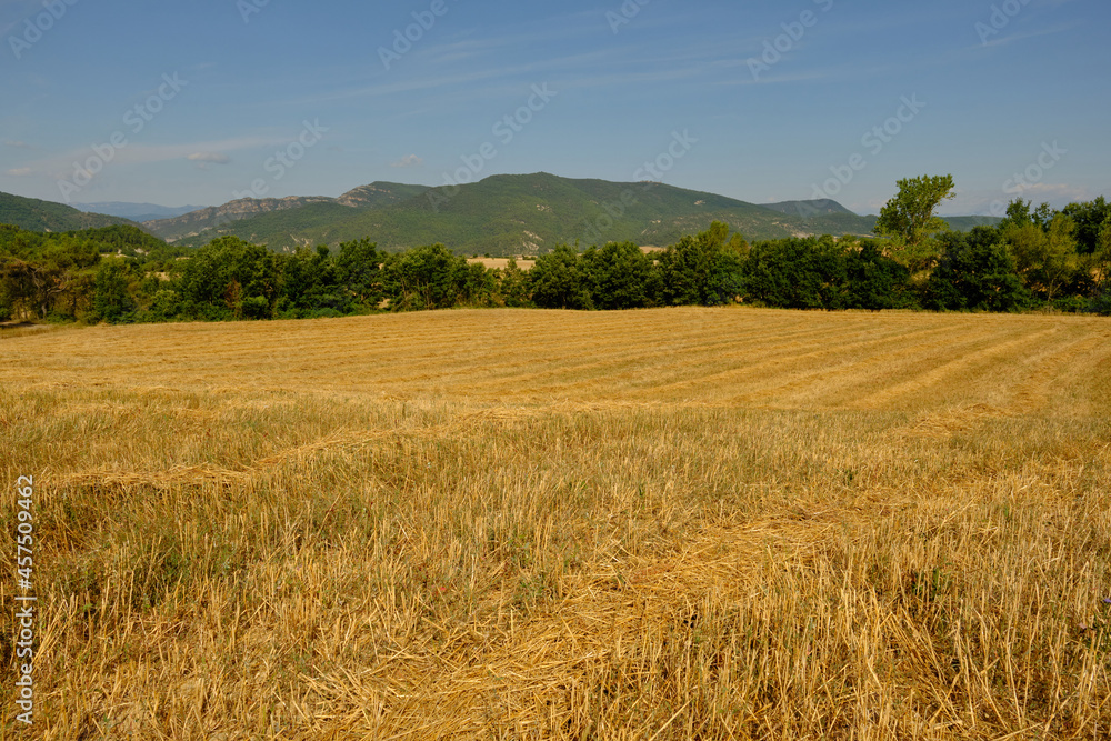 a large wheat field has been harvested a large wheat field has been harvested