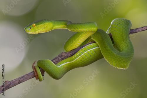 Head raised curiously, White-lipped Pit Viper, Trimeresurus albolabris photo