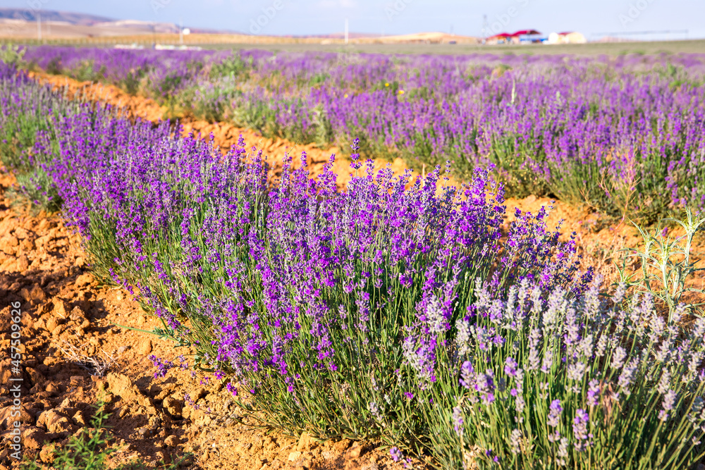 Obraz premium Lavender Field. Beautiful violet lavender flowers in the lavender garden.