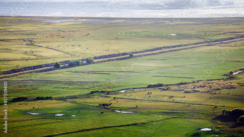 Turkey, Van. Green meadows near Lake Van, where cows walk