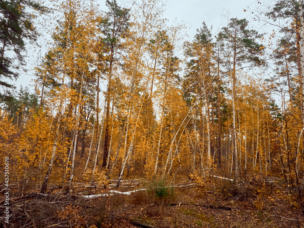 Fototapeta premium Autumn forest with yellow birches.