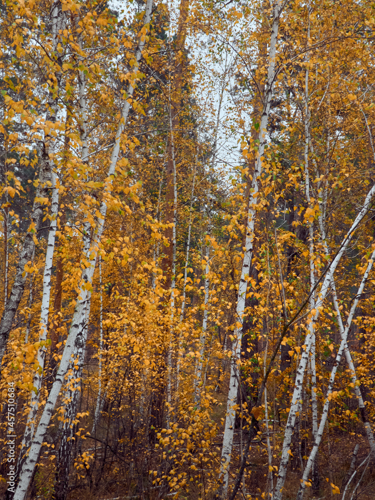 Fototapeta premium Autumn forest with yellow birches.
