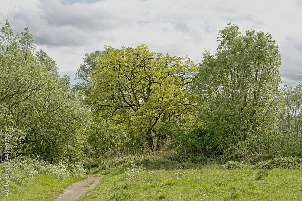 Lush green meadow with trees under a cloudy sky in Bourgoyen nature reserve, Ghent, Flanders, Belgium Lush green meadow with trees under a cloudy sky in Bourgoyen nature reserve, Ghent, Flanders, Belgium