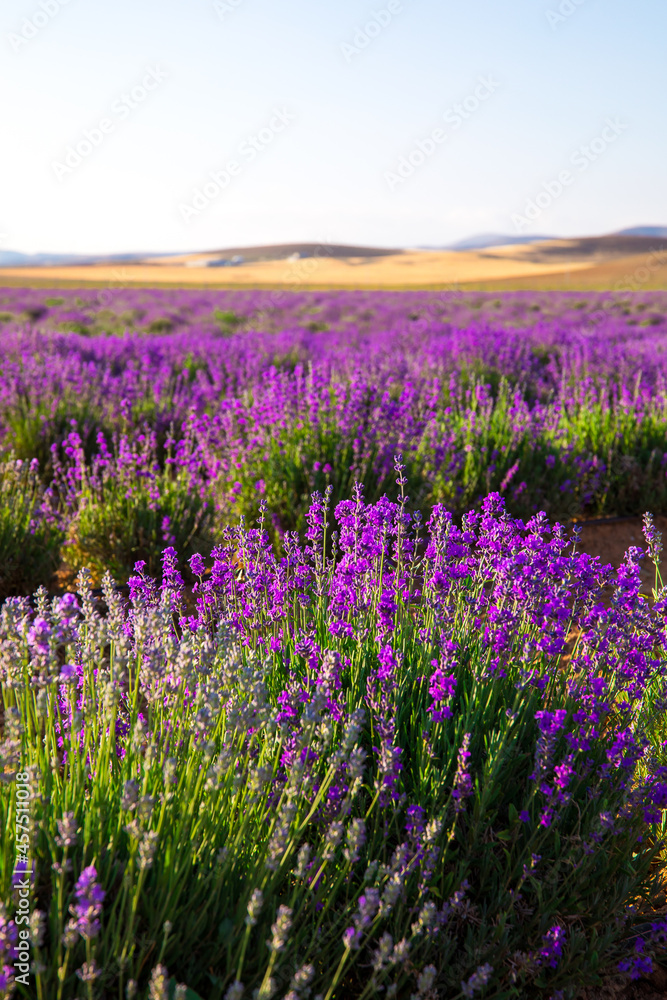 Obraz premium Lavender Field. Beautiful violet lavender flowers in the lavender garden.