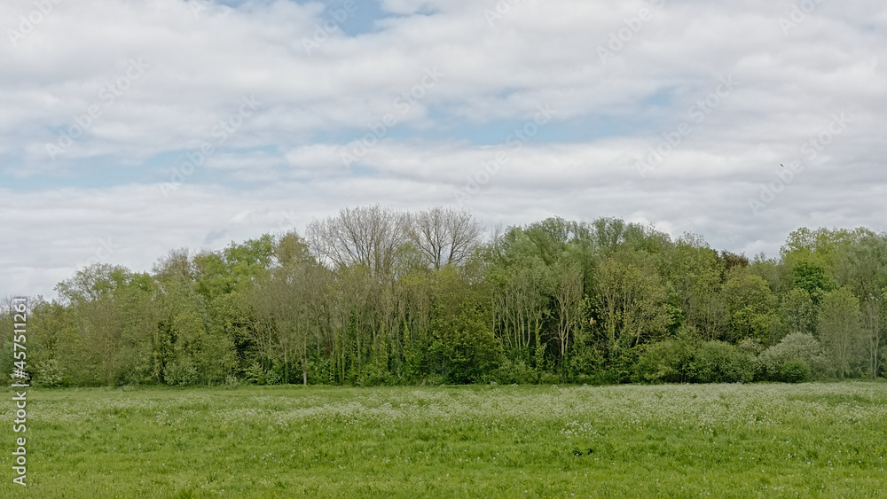 Obraz premium Lush green meadow with trees under a cloudy sky in Bourgoyen nature reserve, Ghent, Flanders, Belgium 