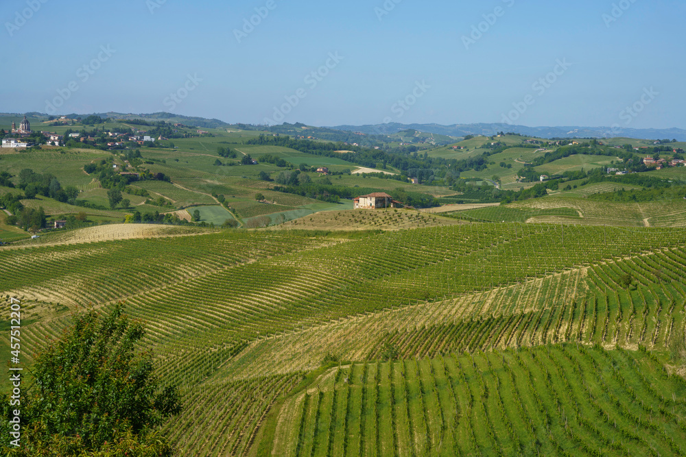 Vineyards of Monferrato near Nizza at springtime Vineyards of Monferrato near Nizza at springtime