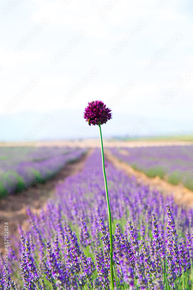 Obraz premium Lavender Field. Beautiful violet lavender flowers in the lavender garden.