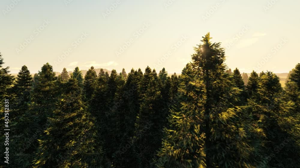 Aerial Cinematic pine forest in winter, shot flying over tree.-3d rendering. Aerial Cinematic pine forest in winter, shot flying over tree.-3d rendering.