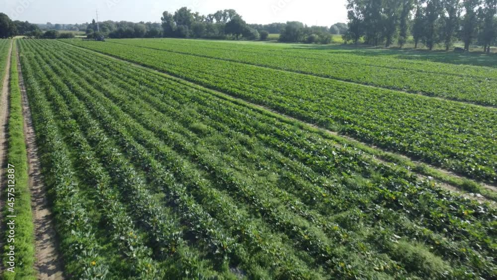 drone flying low over a vegetable field with a tractor in the distance drone flying low over a vegetable field with a tractor in the distance