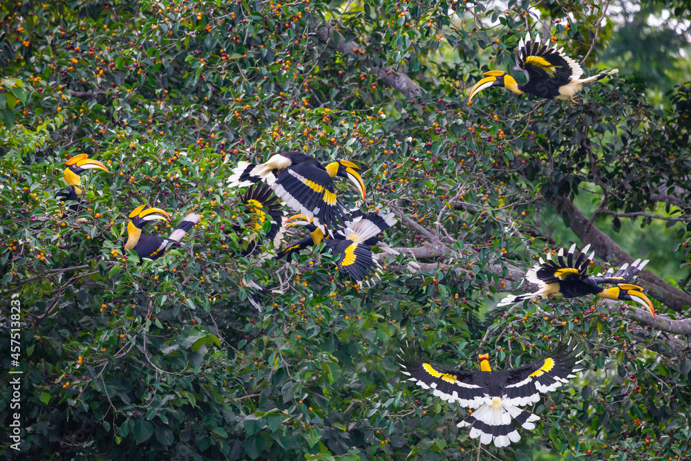 Group of Great Hornbills eating fruit in the jungle. Group of Great Hornbills eating fruit in the jungle.
