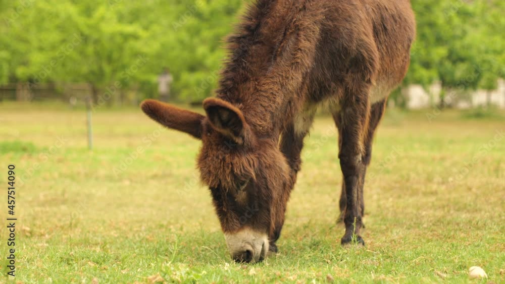 Medium slow motion shot of a brown domesticated donkey grazing. Medium slow motion shot of a brown domesticated donkey grazing.