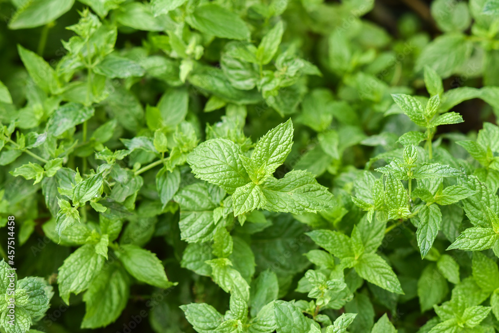 Mint growing in a natural organic garden. Selective focus. Mint growing in a natural organic garden. Selective focus.