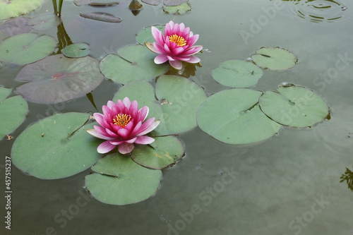 Two pink water lilies in a pond and green water lily leaves