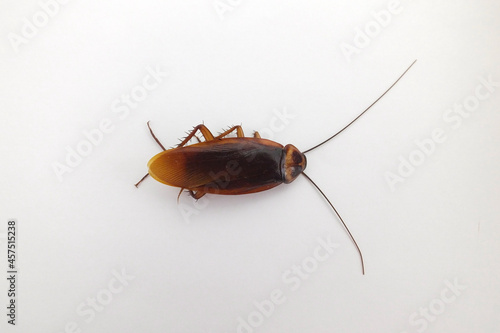 Dead cockroach on white background. Periplaneta americana. Dorsal view