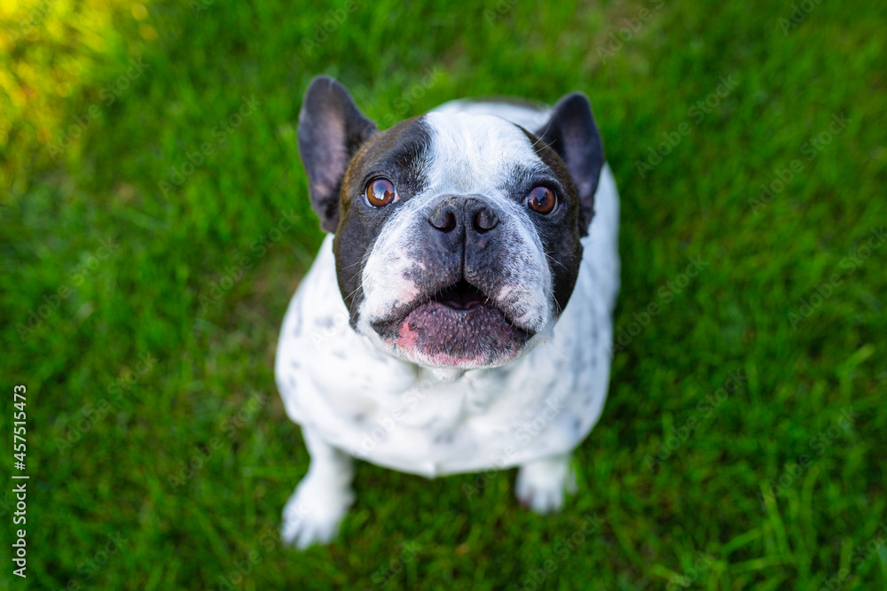 French bulldog in the garden with green lawn