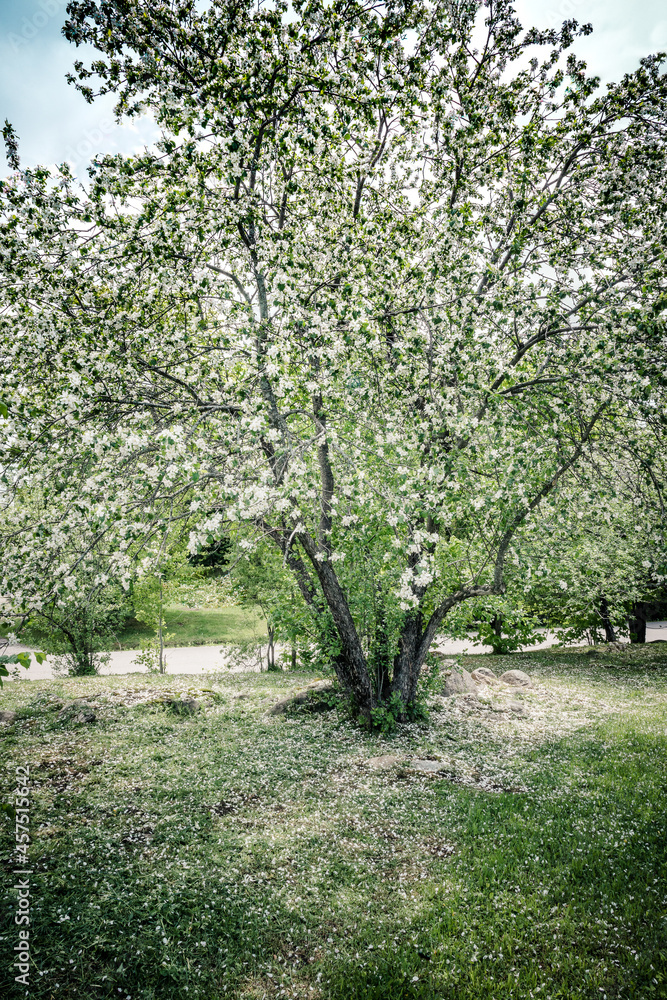 apple tree blooming in an orchard-11