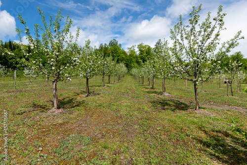 apple tree blooming in an orchard-9