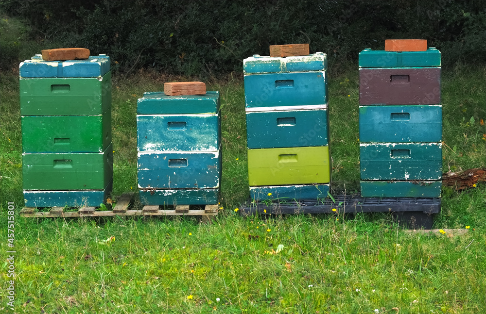Colorful beehives with flying honey bees Colorful beehives with flying honey bees