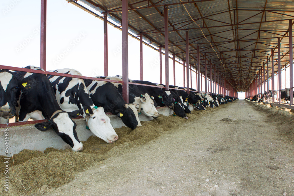 cow, farm, animal, cattle, agriculture, grass, calf, cows, dairy, milk, field, livestock, meadow, mammal, nature, farming, pasture, rural, animals, black, head, country, holstein, herd, countryside cow, farm, animal, cattle, agriculture, grass, calf, cows, dairy, milk, field, livestock, meadow, mammal, nature, farming, pasture, rural, animals, black, head, country, holstein, herd, countryside