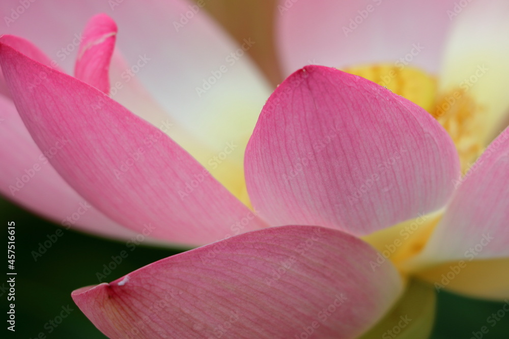 Water lily in zoo in Stuttgart in germany in summer.