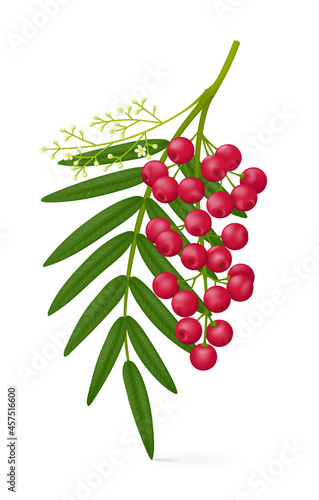 Sprig of pink Peruvian pepper plant (Schinus molle) with leaves, fruits (berries) and blooming twig. Realistic vector illustration. Isolated on white background. photo