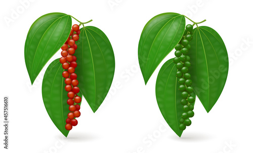 Two sprigs of black pepper plant (ripe, unripe) with fresh green and red fruits (peppercorns) and leaves. Realistic vector illustration. Isolated on white background.