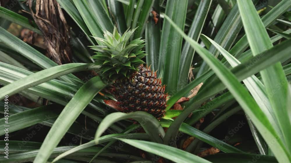 Fresh organic ripe pineapple fruit on plant in plantation farm agriculture land 4K video footage Kerala India. Home farm garden in the backyard. Fresh organic ripe pineapple fruit on plant in plantation farm agriculture land 4K video footage Kerala India. Home farm garden in the backyard.