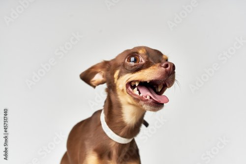 a small dog pet puppy grooming isolated background