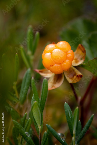 Cloudberry from the Finnish nature.
