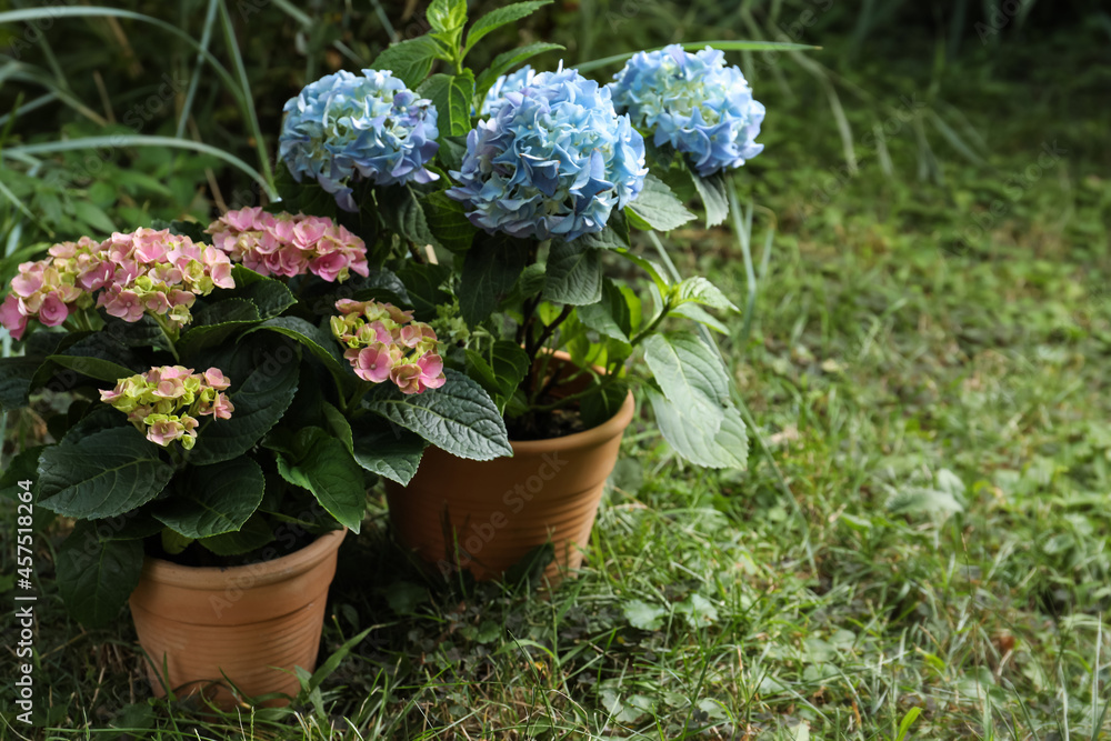 Beautiful blooming hortensia plants in pots outdoors. Space for text