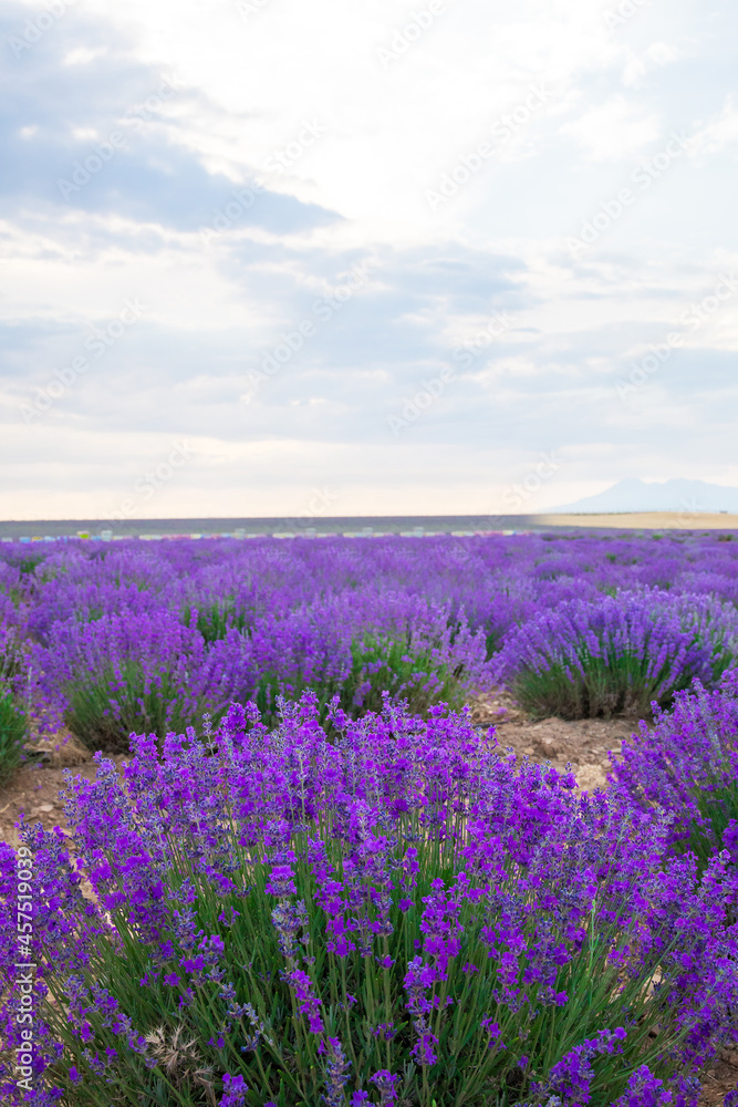 Lavender Field. Beautiful violet lavender flowers in the lavender garden.