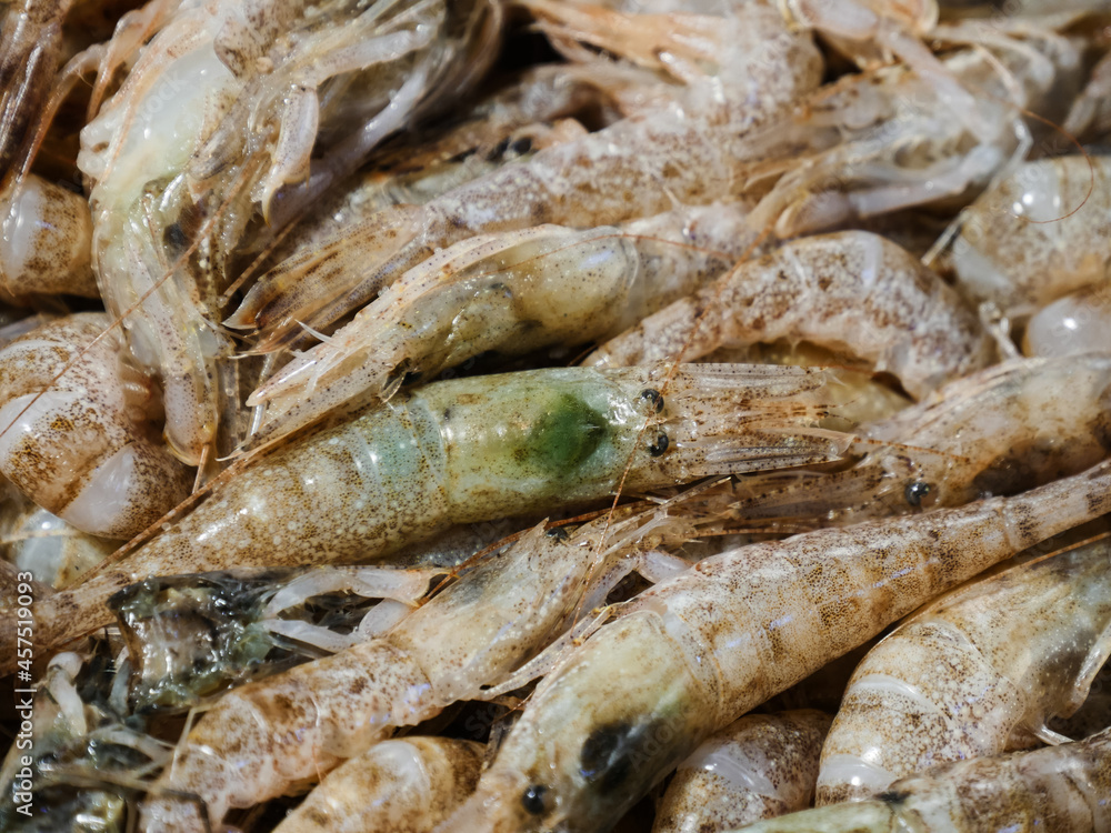 Fresh shrimp to make kimchi cook Fresh shrimp to make kimchi cook