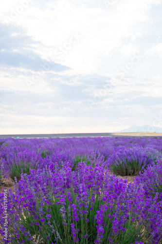 Lavender Field. Beautiful violet lavender flowers in the lavender garden. © Hakan Tanak