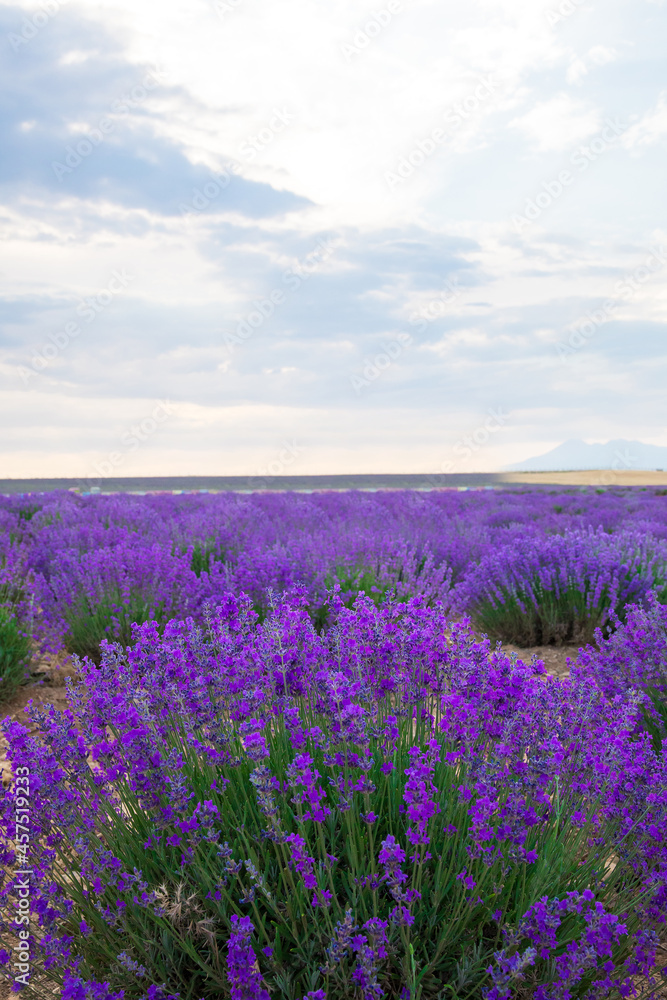 Obraz premium Lavender Field. Beautiful violet lavender flowers in the lavender garden.