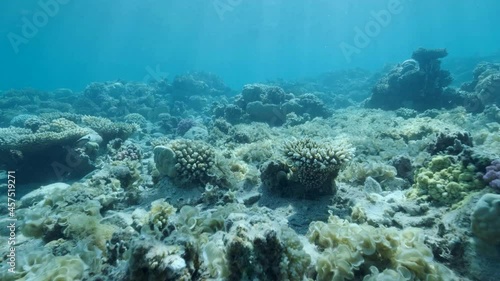 Once beautiful coral reef is overgrown with algae as a result of eutrophication (increase organic matter in the sea water) Brown alga Peacock's Tail (Padina pavonica) covered bottom and corals.  photo