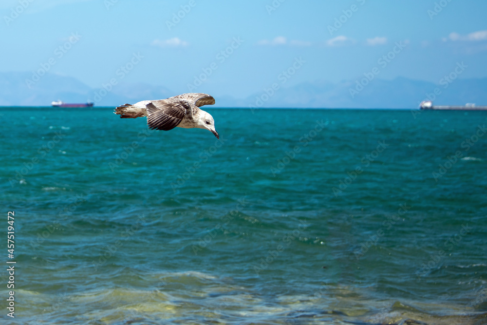 Fototapeta premium Gull flying over the sea