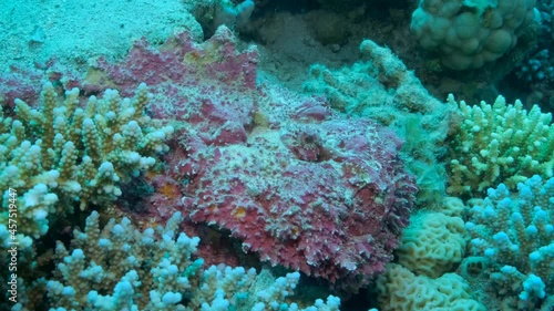 Close-up of pink Stonefish lies on corals. Reef Stonefish (Synanceia verrucosa). Slow motion, Camera moving forwards photo