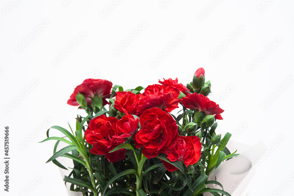 Red carnation in a vase on a white background